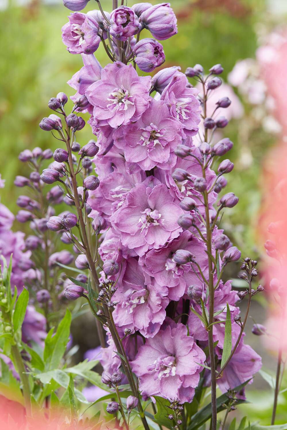 Riddarsporre 'Delphi's Pink Power'